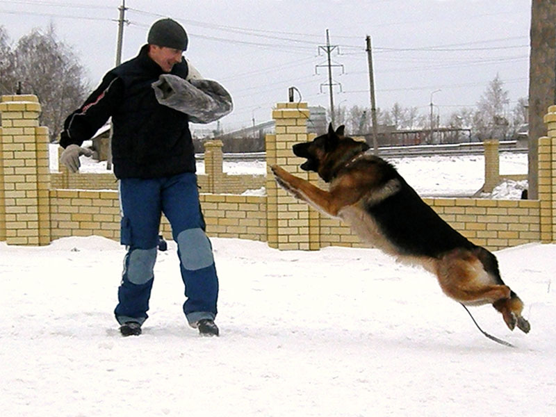 дрессировка собак с инструктором